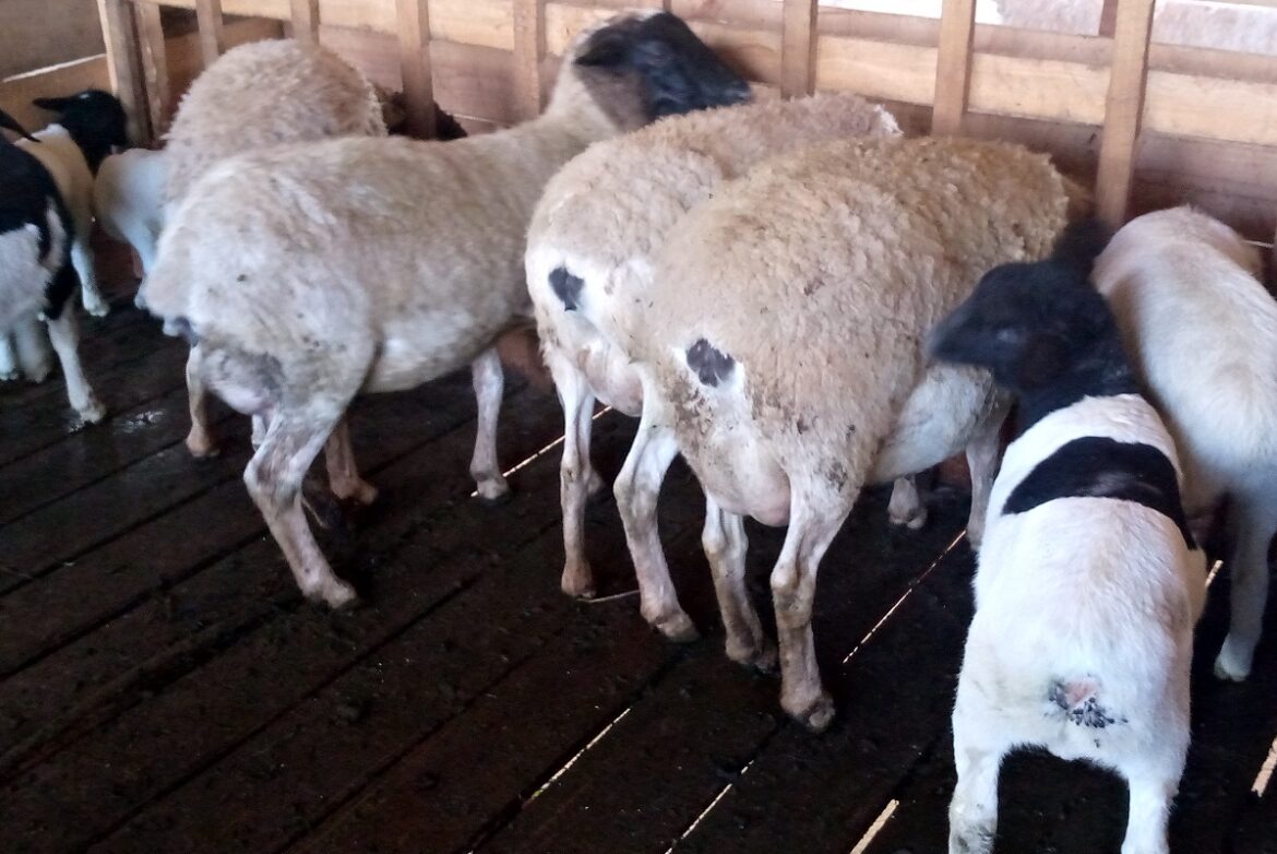 Nouvelle race de moutons importée